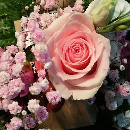 Eitermoser Afrikanischer Traum *