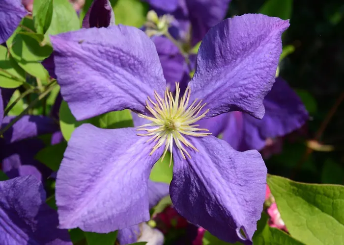 Eitermoser Afrikanischer Traum Pfaffing
