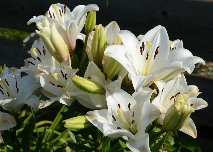 Eitermoser Afrikanischer Traum * Pfaffing