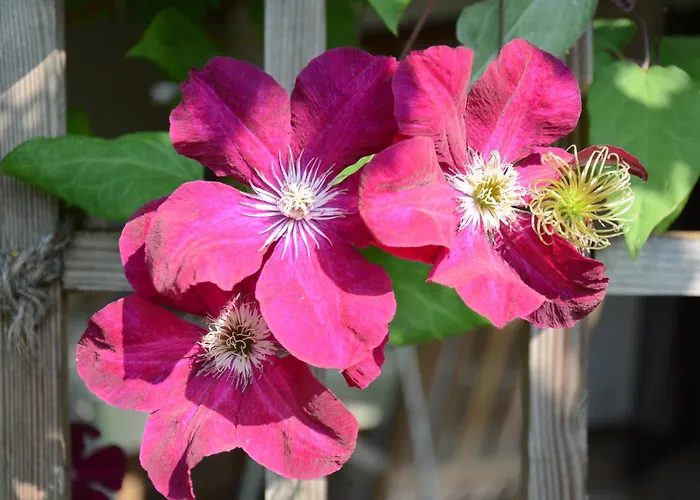 Eitermoser Afrikanischer Traum Pfaffing