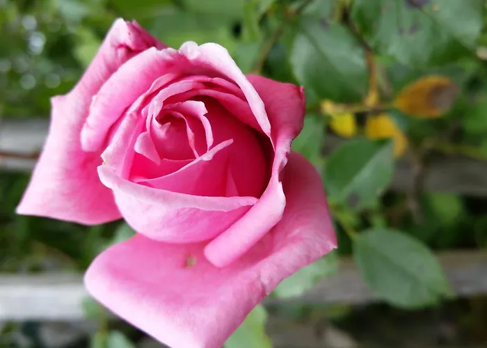 Eitermoser Afrikanischer Traum Daire Pfaffing