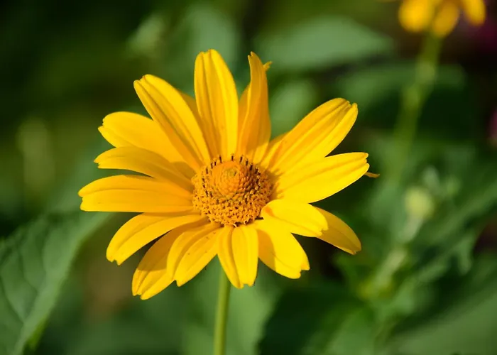 Eitermoser Afrikanischer Traum *