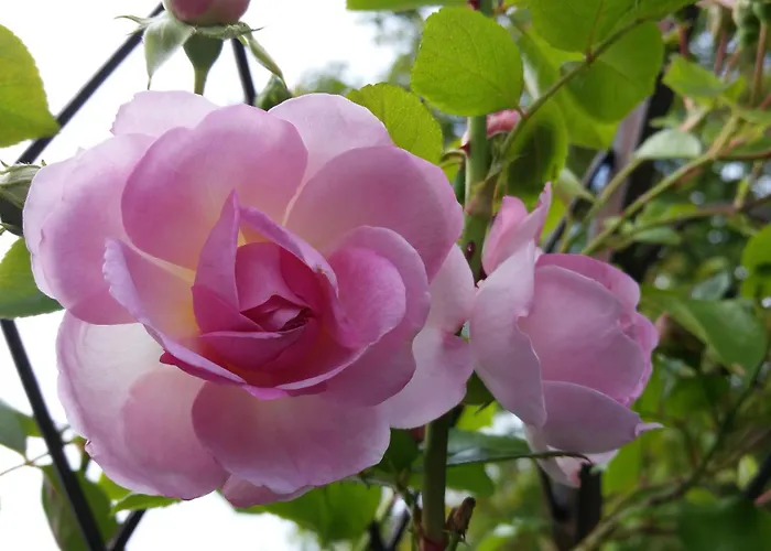 Eitermoser Afrikanischer Traum *